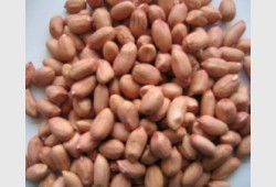 فستق عبيد مع قشر